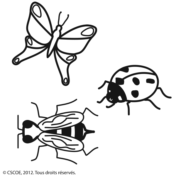 Insectes_NB